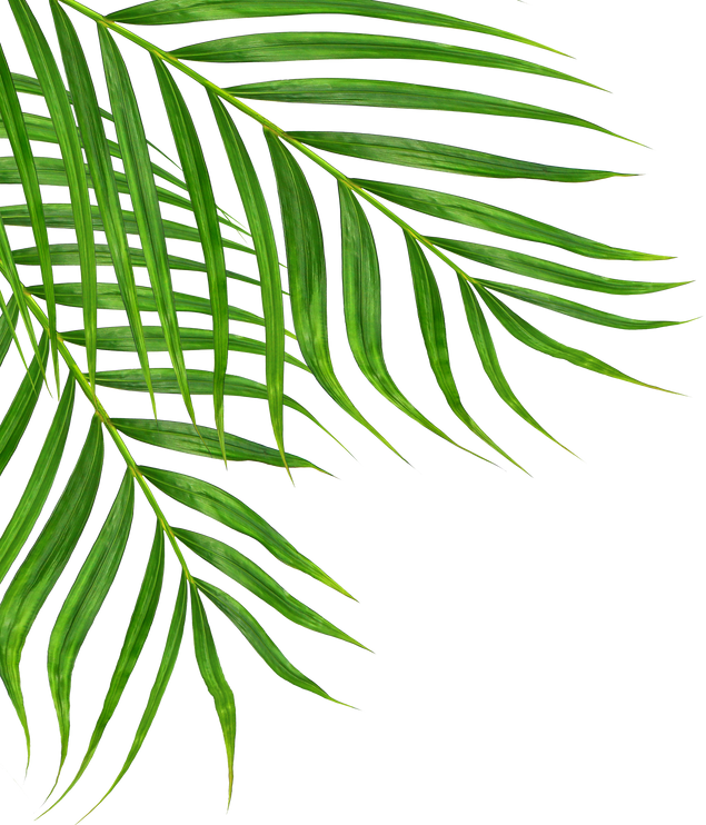 Green Leaves of Palm Tree Isolated on White Background